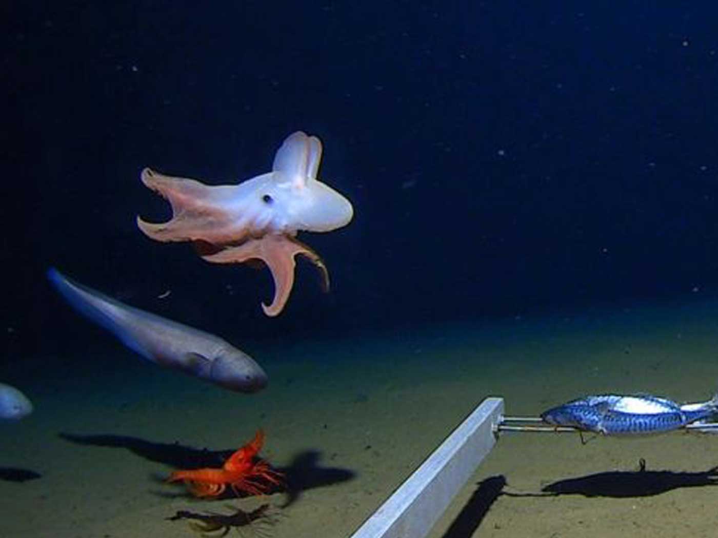 dumbo-octopus-god-s-wonder-in-the-deepest-deep-the-institute-for